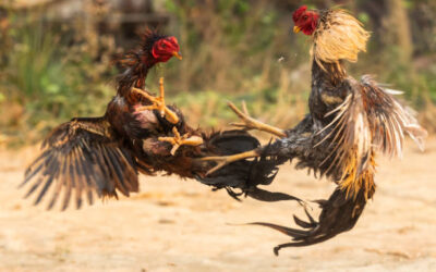 ขาย ไก่ชน พม่าแม่สะเรียง วิธีขายไก่ชนให้ได้เงินสูง และเรื่องที่ต้องรู้เกี่ยวกับไก่ชนพม่า