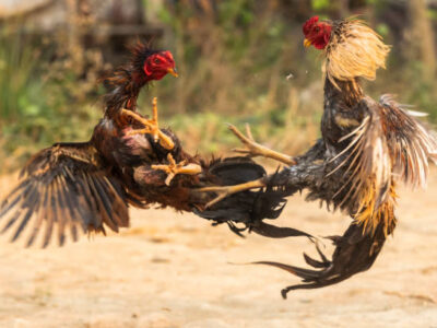 ขาย ไก่ชน พม่าแม่สะเรียง วิธีขายไก่ชนให้ได้เงินสูง และเรื่องที่ต้องรู้เกี่ยวกับไก่ชนพม่า